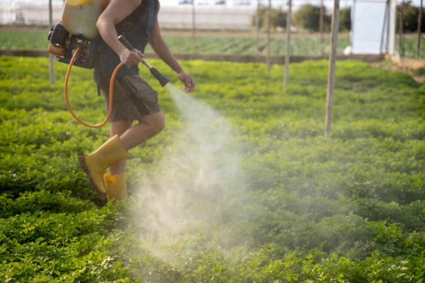 Best Ant Control Services  in Glen Allen, VA