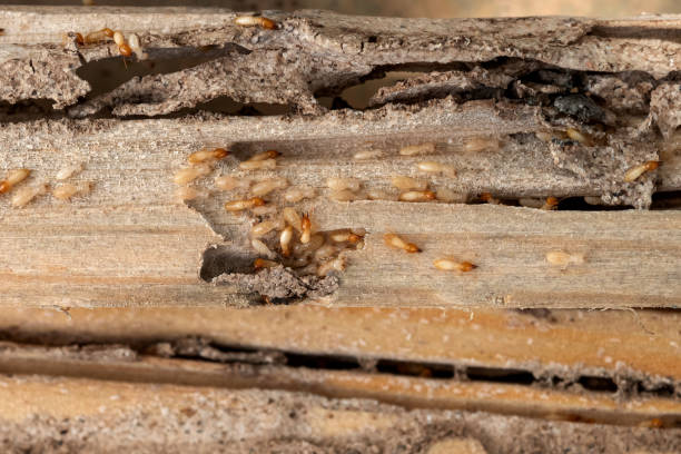 Best Pest Inspection Near Me  in Glen Allen, VA