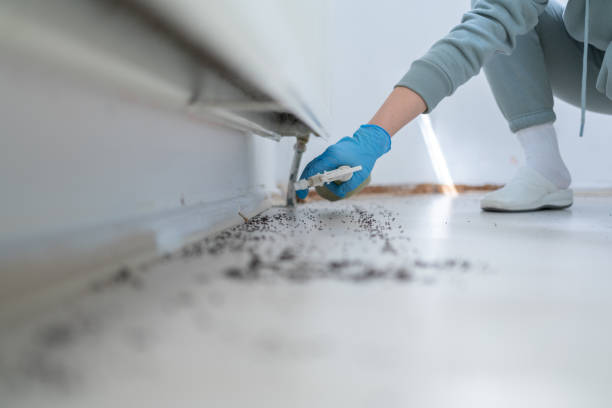 Best Local Pest Control Services  in Glen Allen, VA